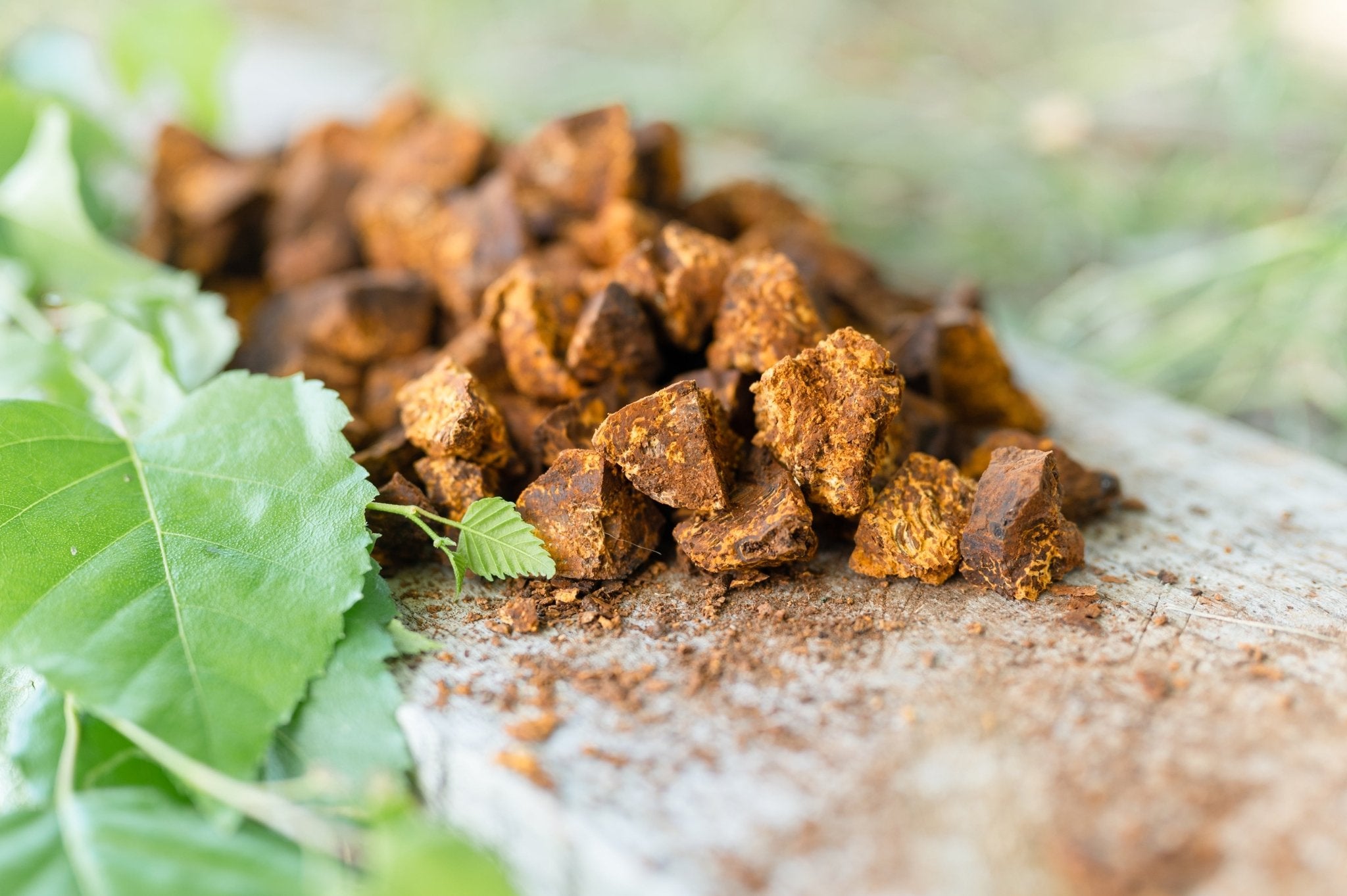 Chaga: The King of Mushrooms for Immune Support and Antioxidant Power - MUUK' SUPERFOODS